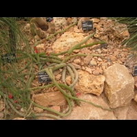 Cleistocactus samaipatanus (fam Cactacees) (Bolivie) (1)